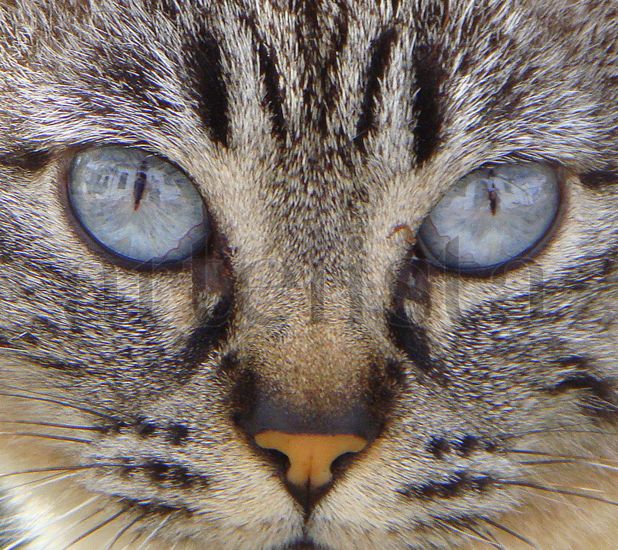 Mirada Felina... 