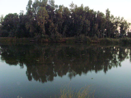 Reflejos