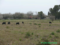 Casa y vacas