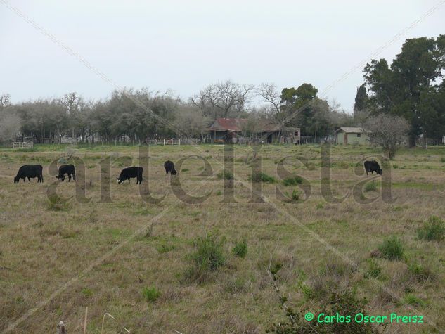 casa y vacas Nature Color (Digital)