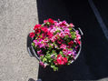 Petunias desde las alturas