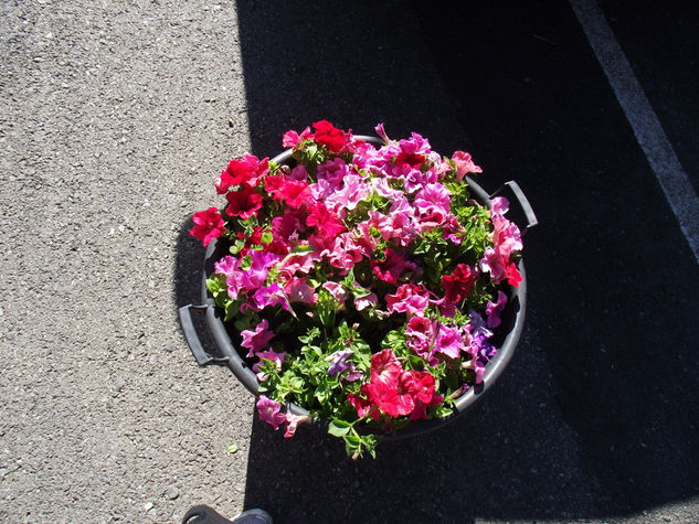 Petunias desde las alturas Nature Color (Digital)