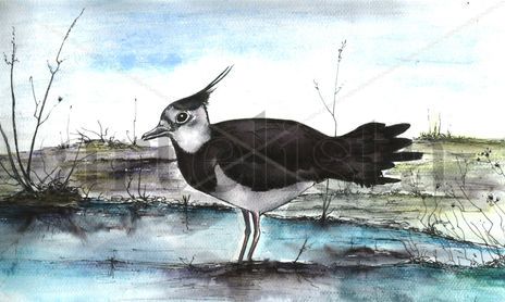 Pajaros