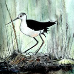 Pajaros thumbnail 2