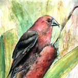 Pajaros thumbnail 1