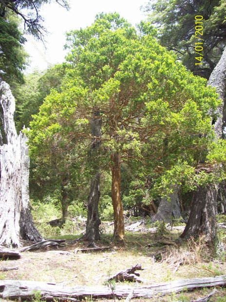 Solitario