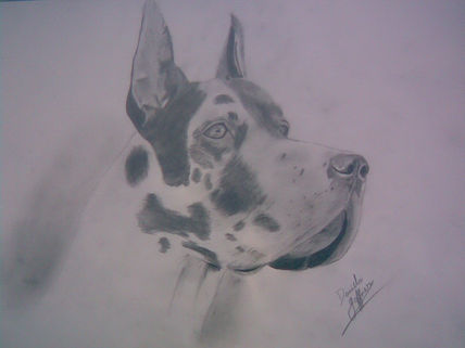 Perro gran danes
