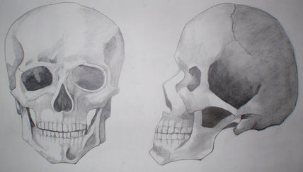 Craneo frente y perfil