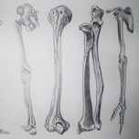 ANATOMIA thumbnail 1