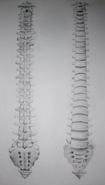 Columna vertebral...