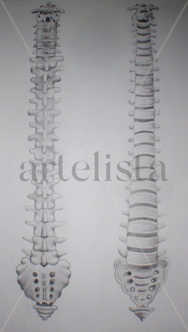 columna vertebral vista anterior y posterior