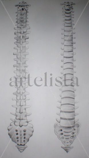 columna vertebral vista anterior y posterior 