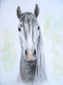 Caballo