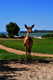 Bambi