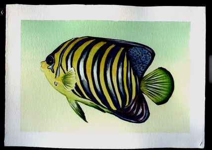Pez Amarillo