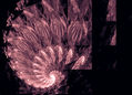 apohysis 119