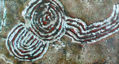 ESPIRALIFORME (II) La Zarcita, La Palma.