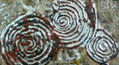 ESPIRALIFORME (III) La Zarcita, La Palma.