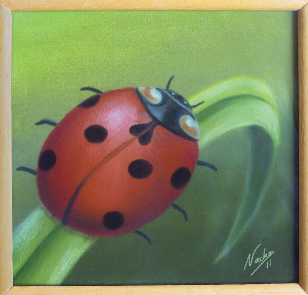 Lady Bug
