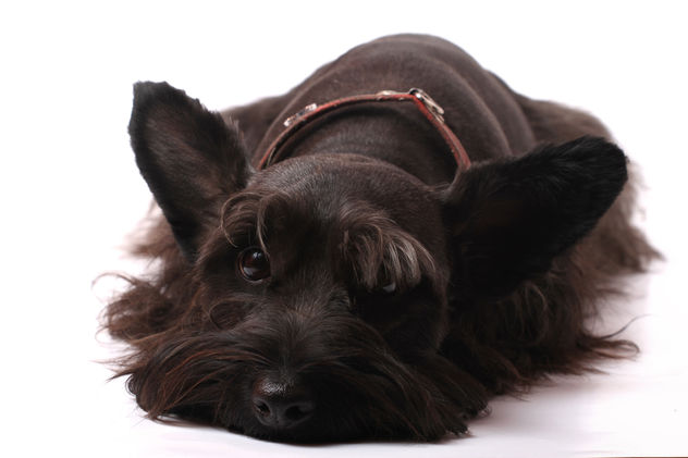 boby doggy
