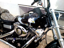 Águila calva HARLEY...