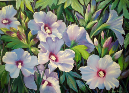 Hibiscus azules