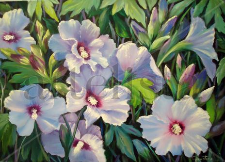 Hibiscus azules