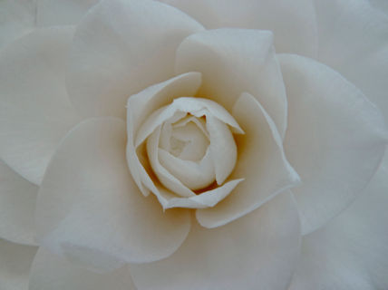 casta Dulzura