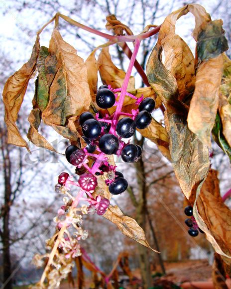 el color del Otoño