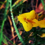 (OutonoFotográfico 2011) thumbnail 2