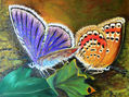 Mariposas