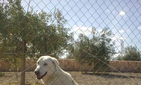animales de compañia