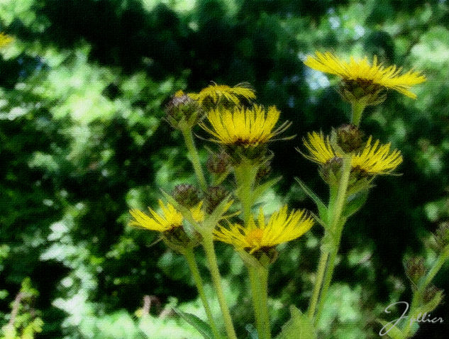 ... Marcando los caminos a seguir Naturaleza Color (Digital)