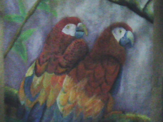 guacamayas