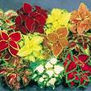 coleus mix1