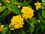 Lantana amarilla