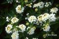 Lantana  blanca