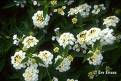 lantana  blanca