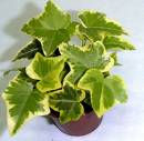 Hedera