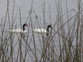 Juntos en el lago...