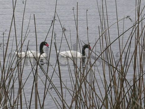 Juntos en el lago...