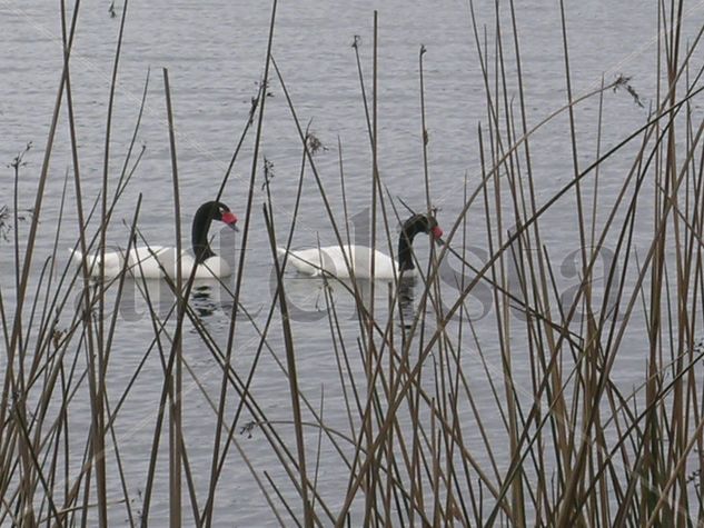 JUNTOS EN EL LAGO DE LA VIDA 