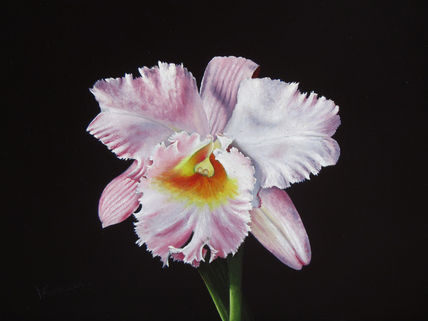 04-orquidea blanca