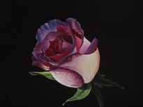 06-rosa