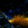 caldera grass