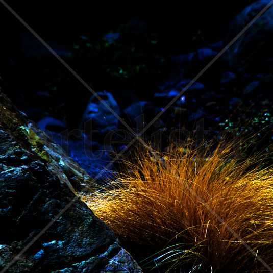 caldera grass
