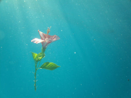 Belleza oculta