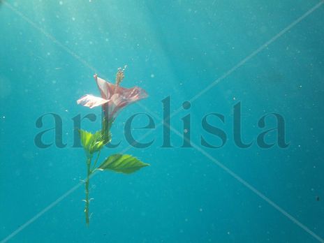 Belleza oculta