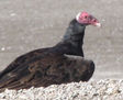 BUITRE DE CABEZA COLORADA  - JOTE- ( Cathartes aura) - AVES DE ARGENTINA