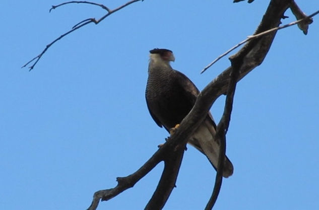 CARANCHO - Caracara plancus III - AVES DE ARGENTINA Nature Color (Digital)